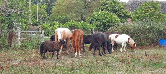 Poulain futur poney A,B, et D
