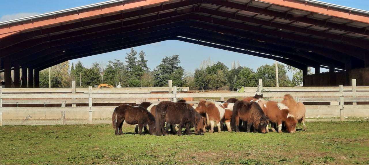 Poulain futur poney A,B, et D