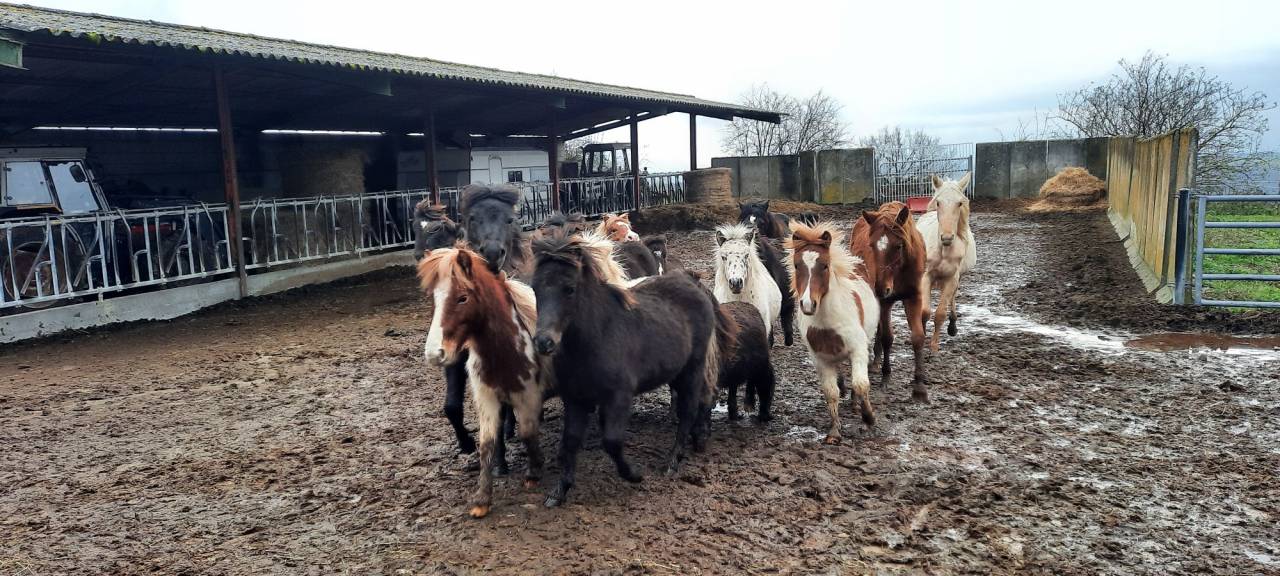 Poulain futur poney A,B, et D