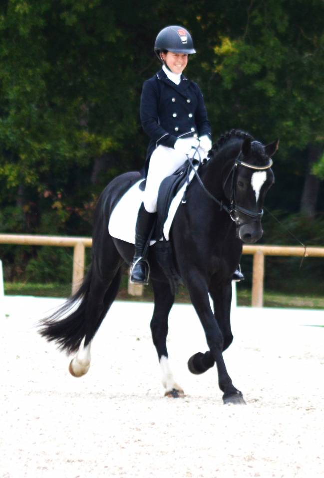 Etalon Welsh Cob D