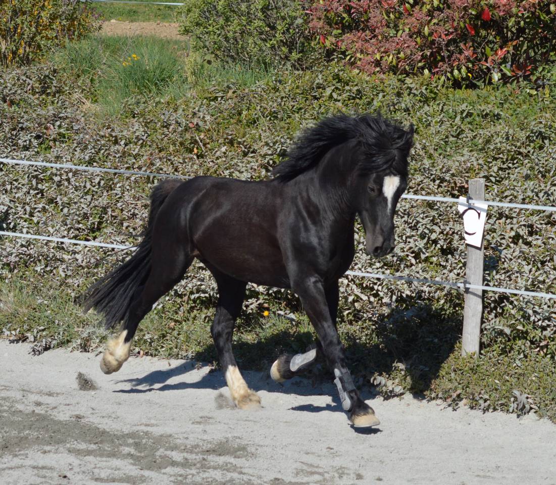 Etalon Welsh Cob D