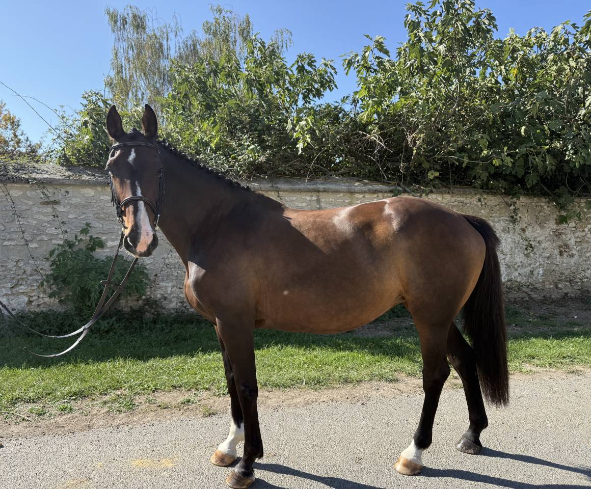 jument cheval de sport irlandais 12 ans