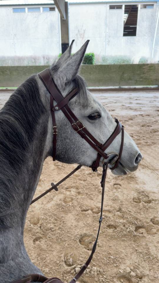 Belle jument de 6 ans &agrave; vendre 