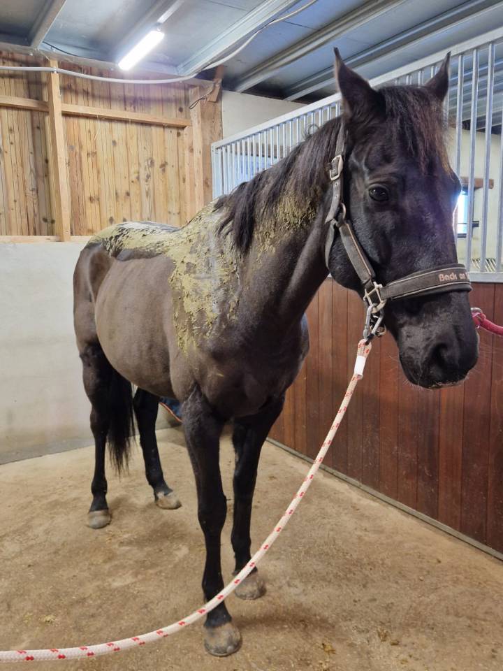 Masseuse &eacute;quin & canin 