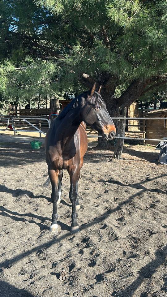 Hongre Zangersheide 7 ans, fils de Qlassic bois Margot 