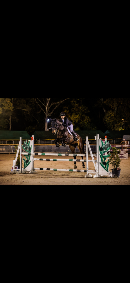 Hongre Zangersheide 7 ans, fils de Qlassic bois Margot 