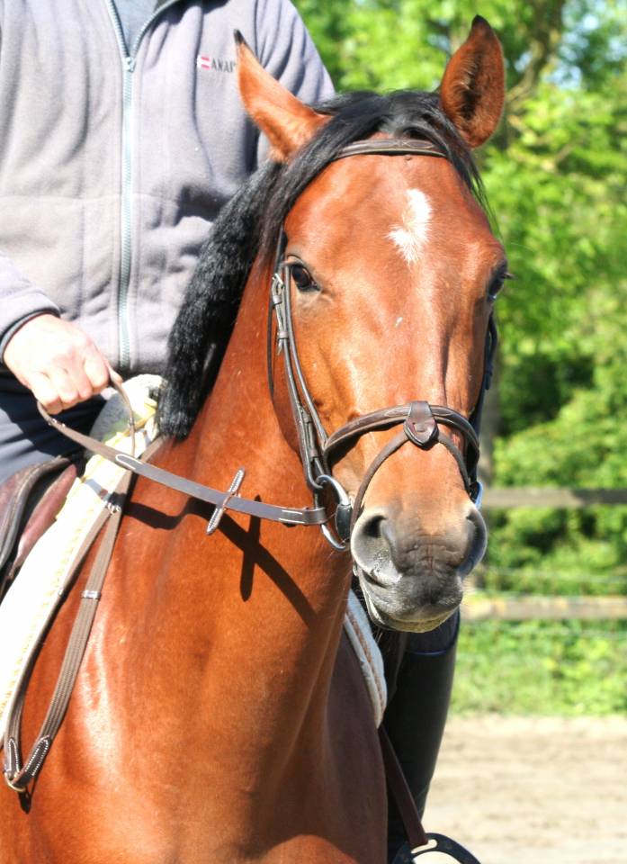 Jument 4 ans - CSO - Poney E - 8.000 &euro; jusqu'au 15/06