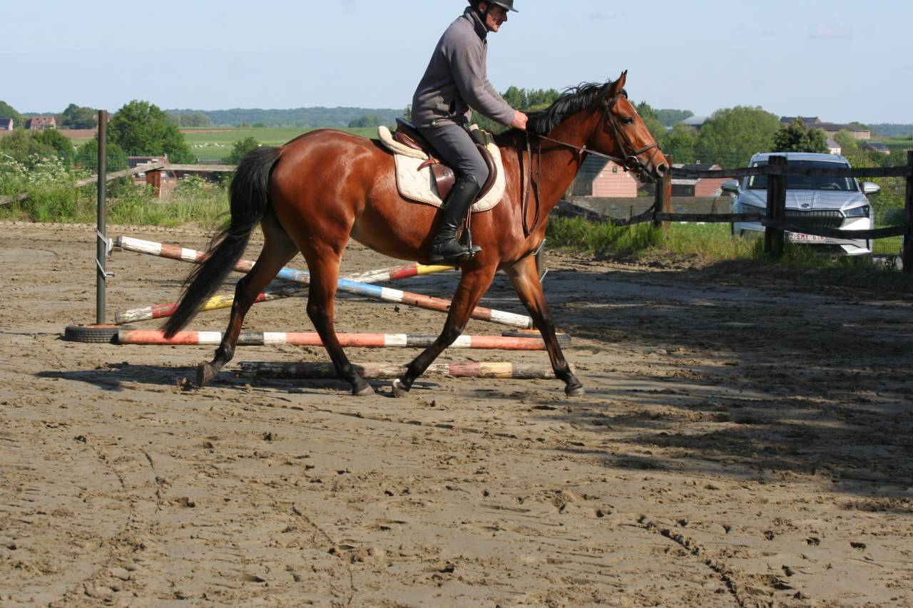 Jument 4 ans - CSO - Poney E - 8.000 &euro; jusqu'au 15/06