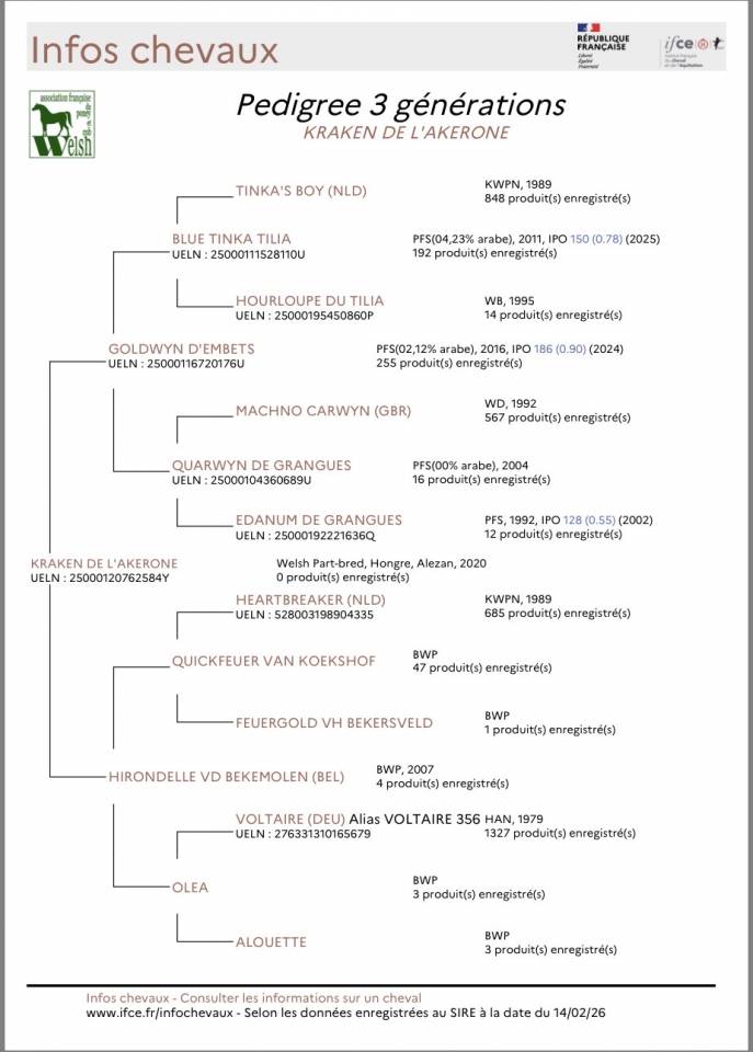 A vendre Hongre 6 ans pour CSO, CCE ou Hunter