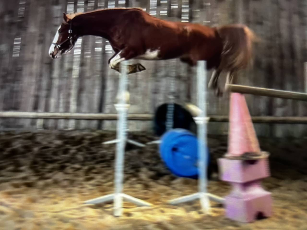 A vendre Hongre 6 ans pour CSO, CCE ou Hunter