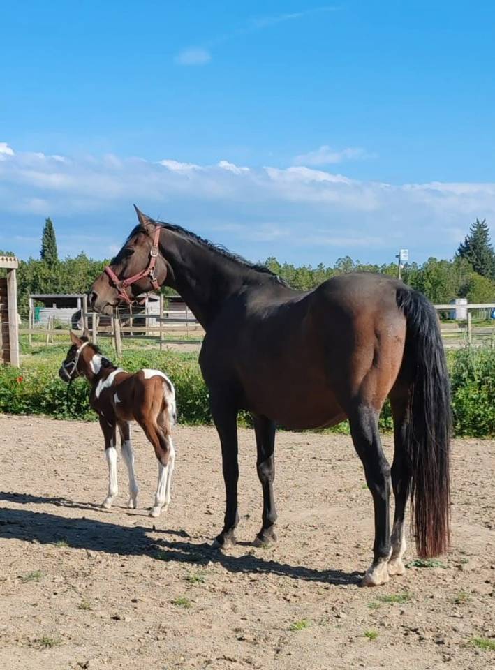 Poulain zangersheide