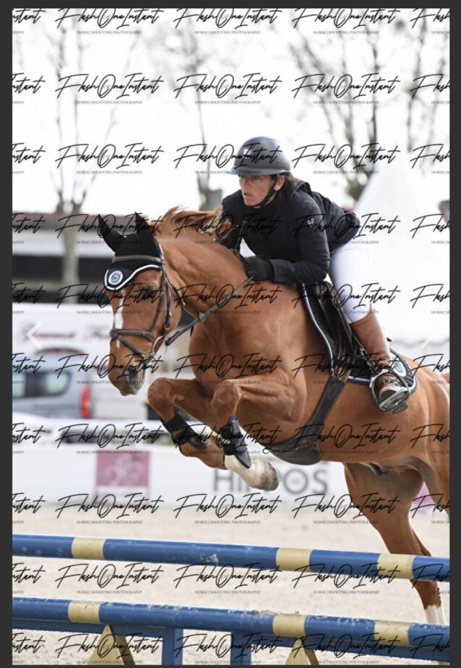 Hongre SF / 6 ans 