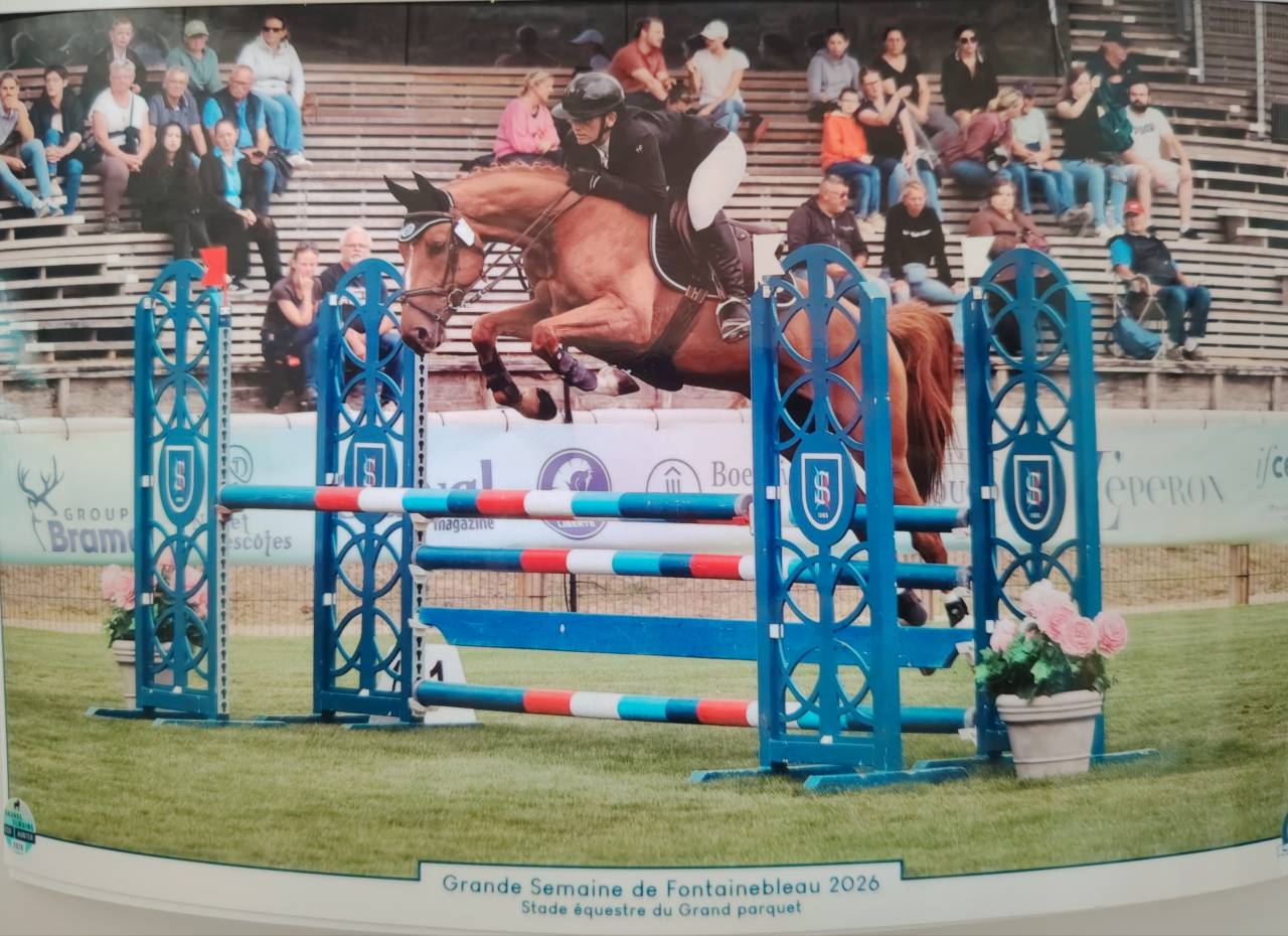Hongre SF / 6 ans 