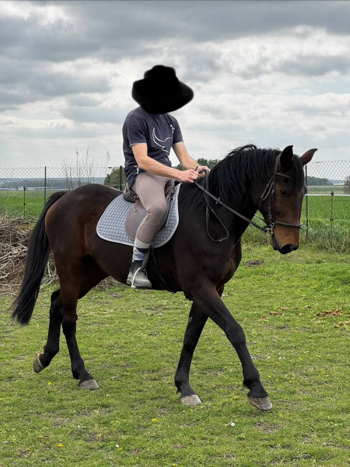 Cheval de loisir (CAC) de 17 ans. Toise 1,67m. 