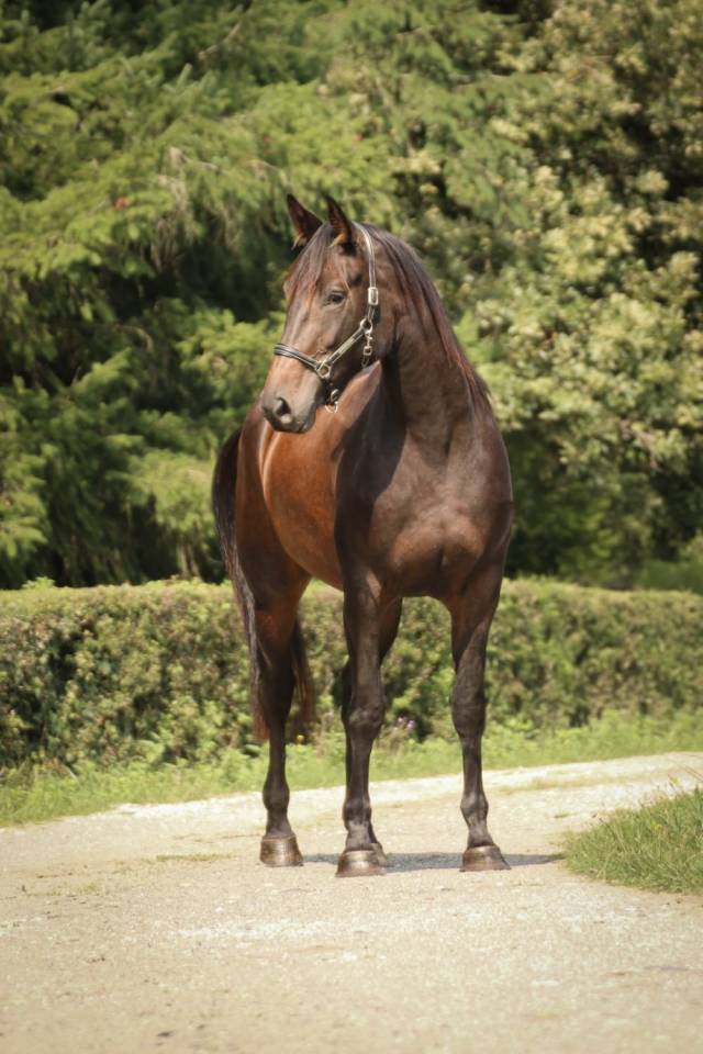 Jument cso/loisir 5 ans