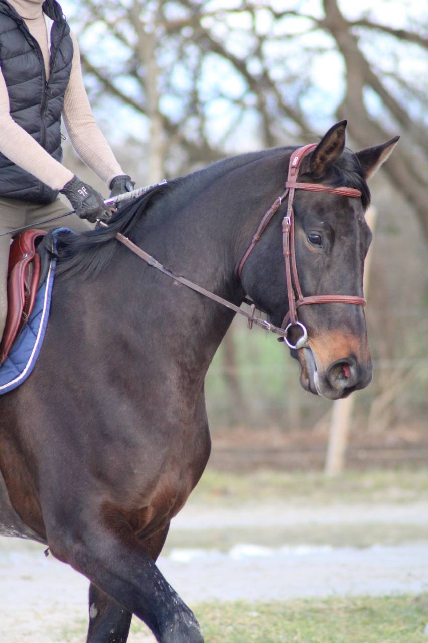 Jument cso/loisir 5 ans