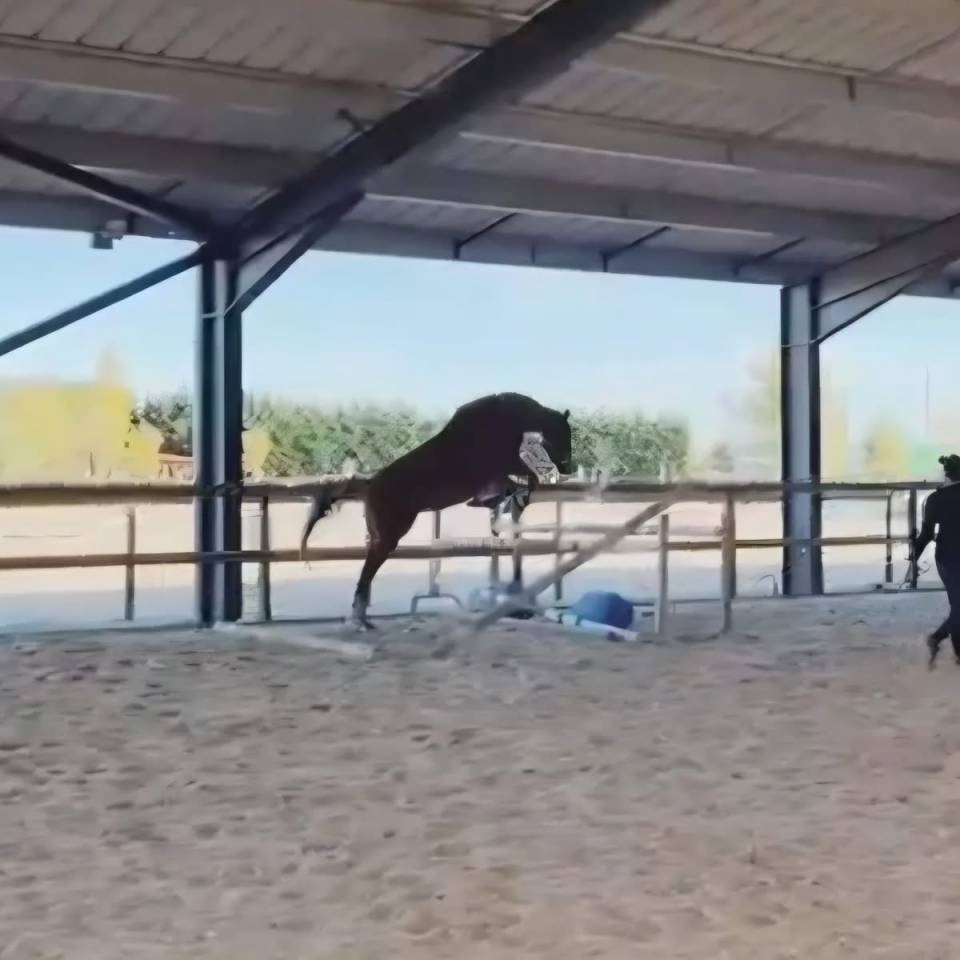 Jument selle fran&ccedil;ais 4 ans 