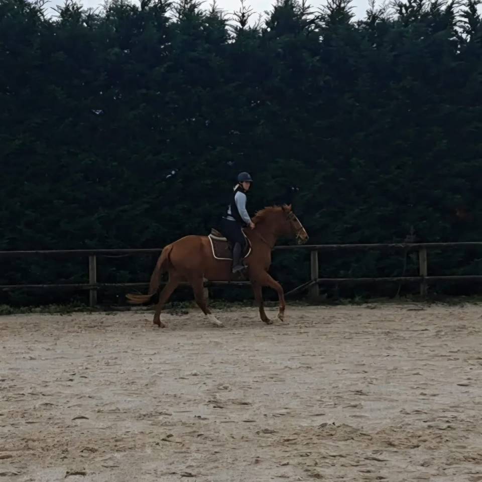 Jument selle fran&ccedil;ais 4 ans 