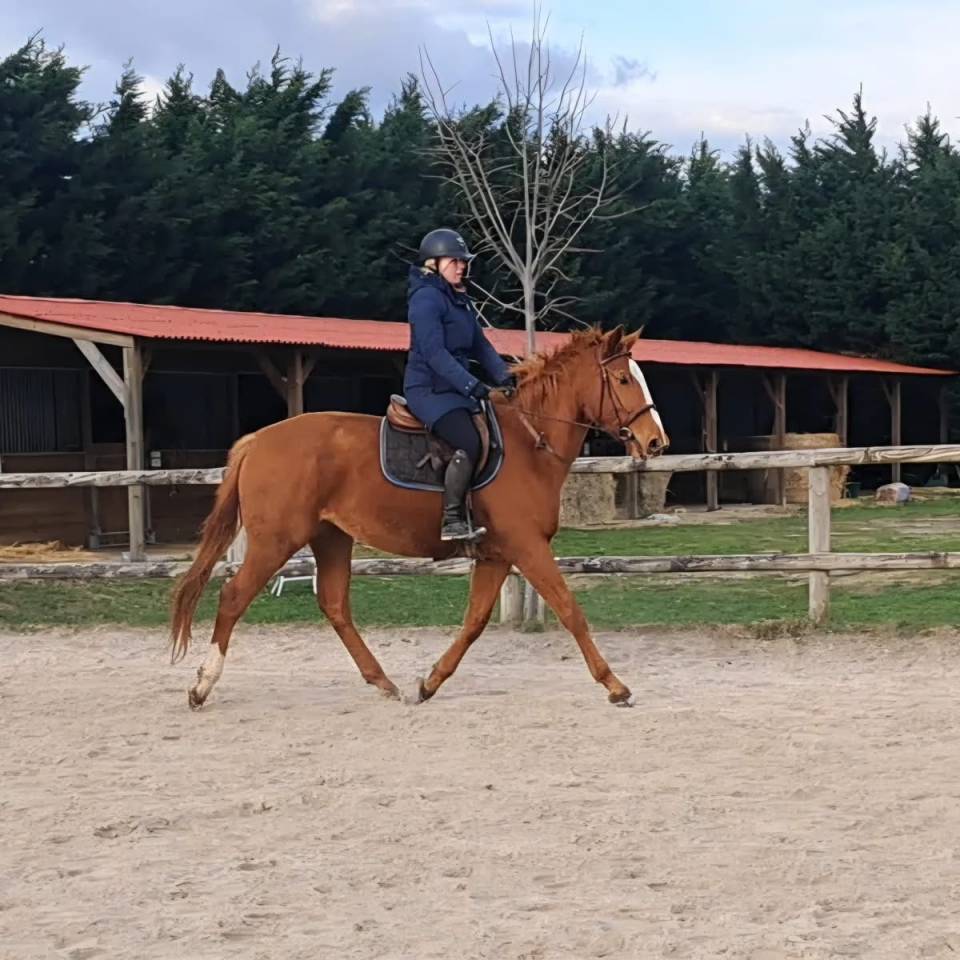 Jument selle fran&ccedil;ais 4 ans 