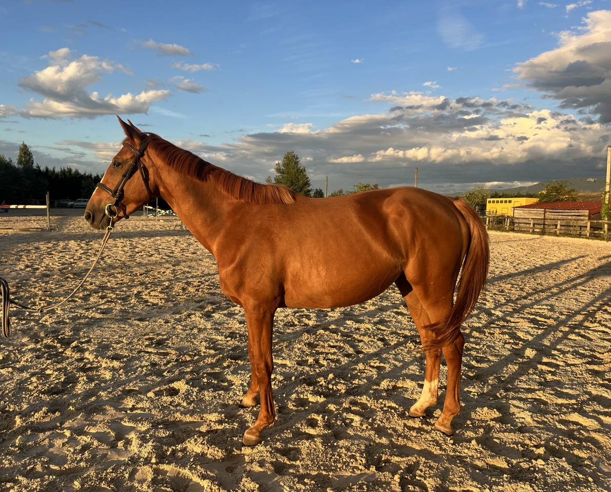 Jument selle fran&ccedil;ais 4 ans 
