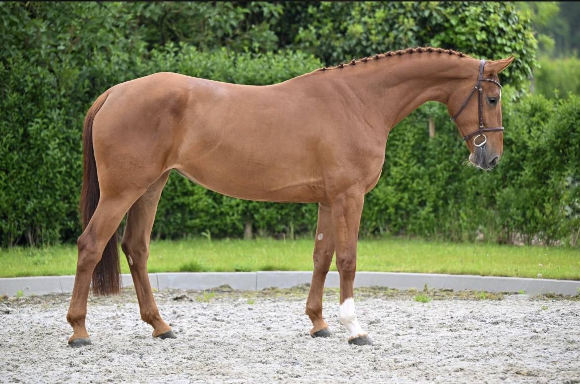 &Agrave; vendre jument de 6 ans 