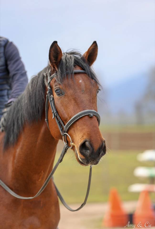 K&eacute;os cheval dressage par Floriscount 