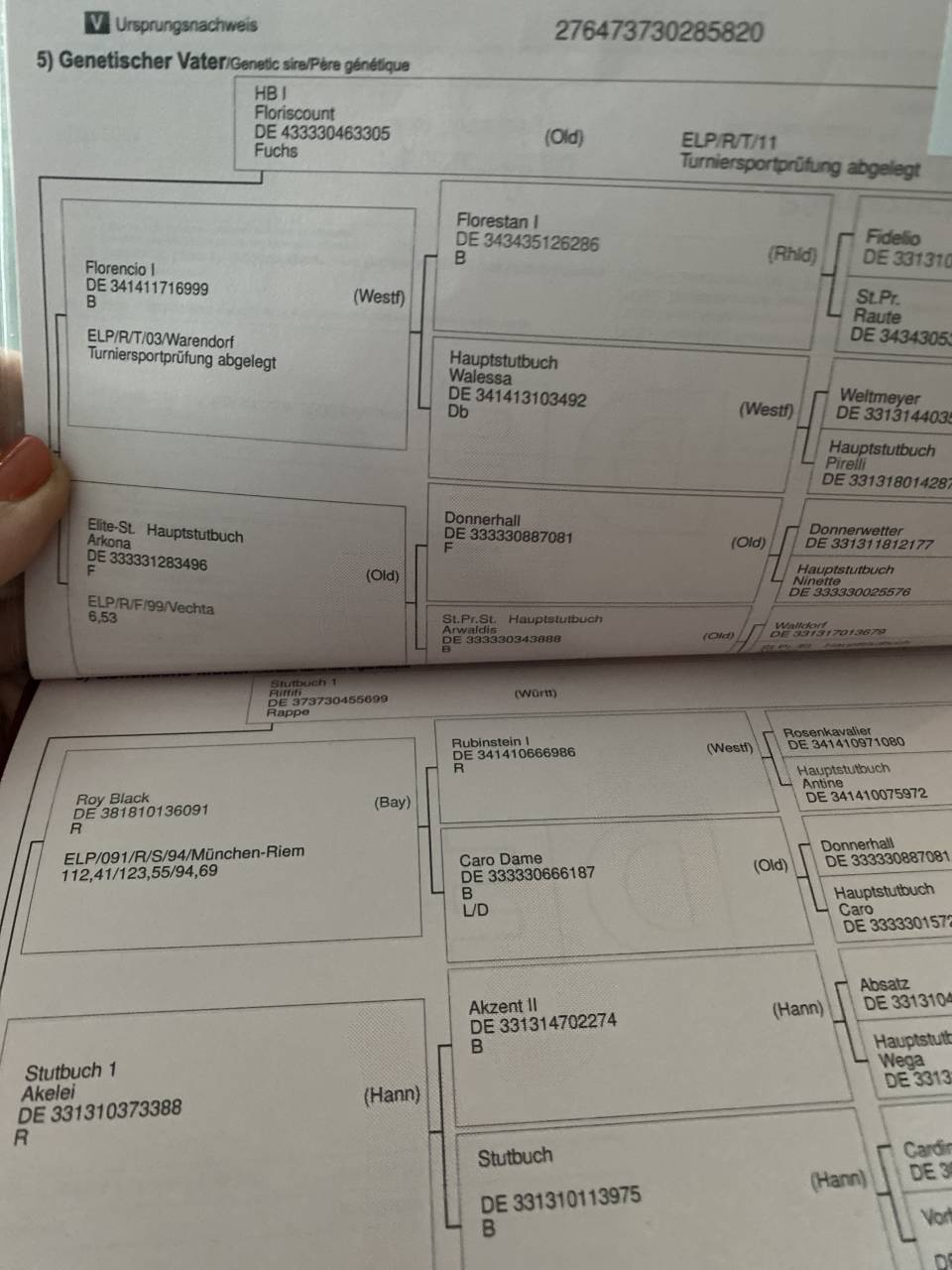 K&eacute;os cheval dressage par Floriscount 