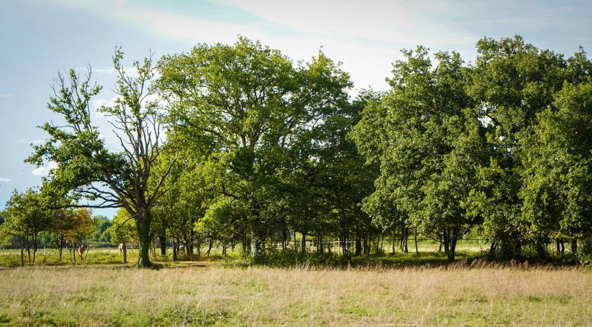 Propri&eacute;t&eacute; &eacute;questre       Bray en val
