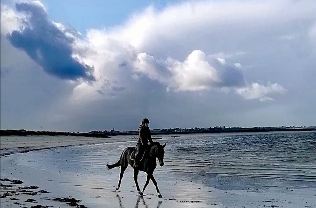 Jument SF &Eacute;levage/Loisir 