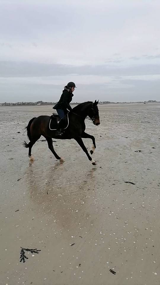 Jument SF &Eacute;levage/Loisir 