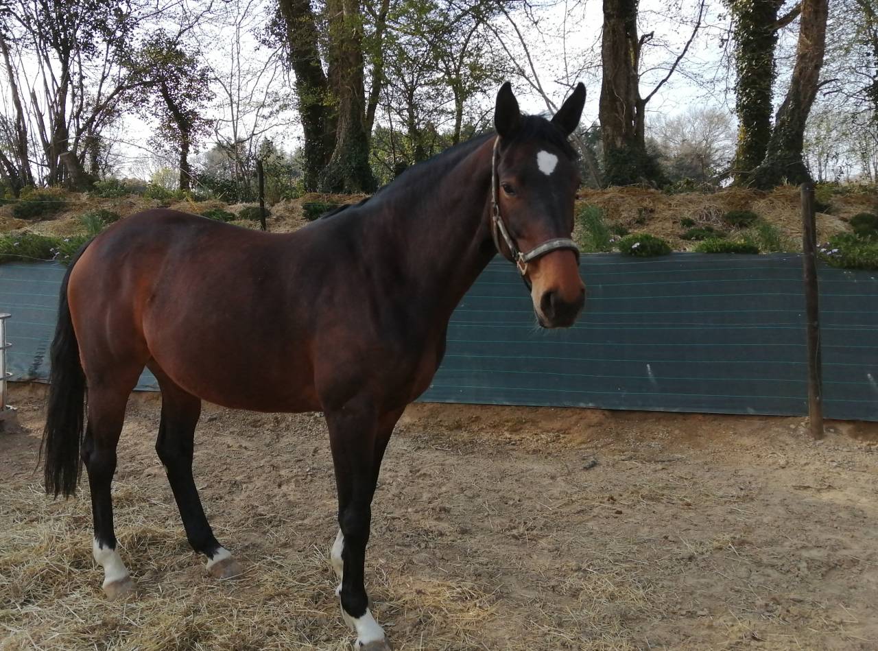 Jument SF &Eacute;levage/Loisir 