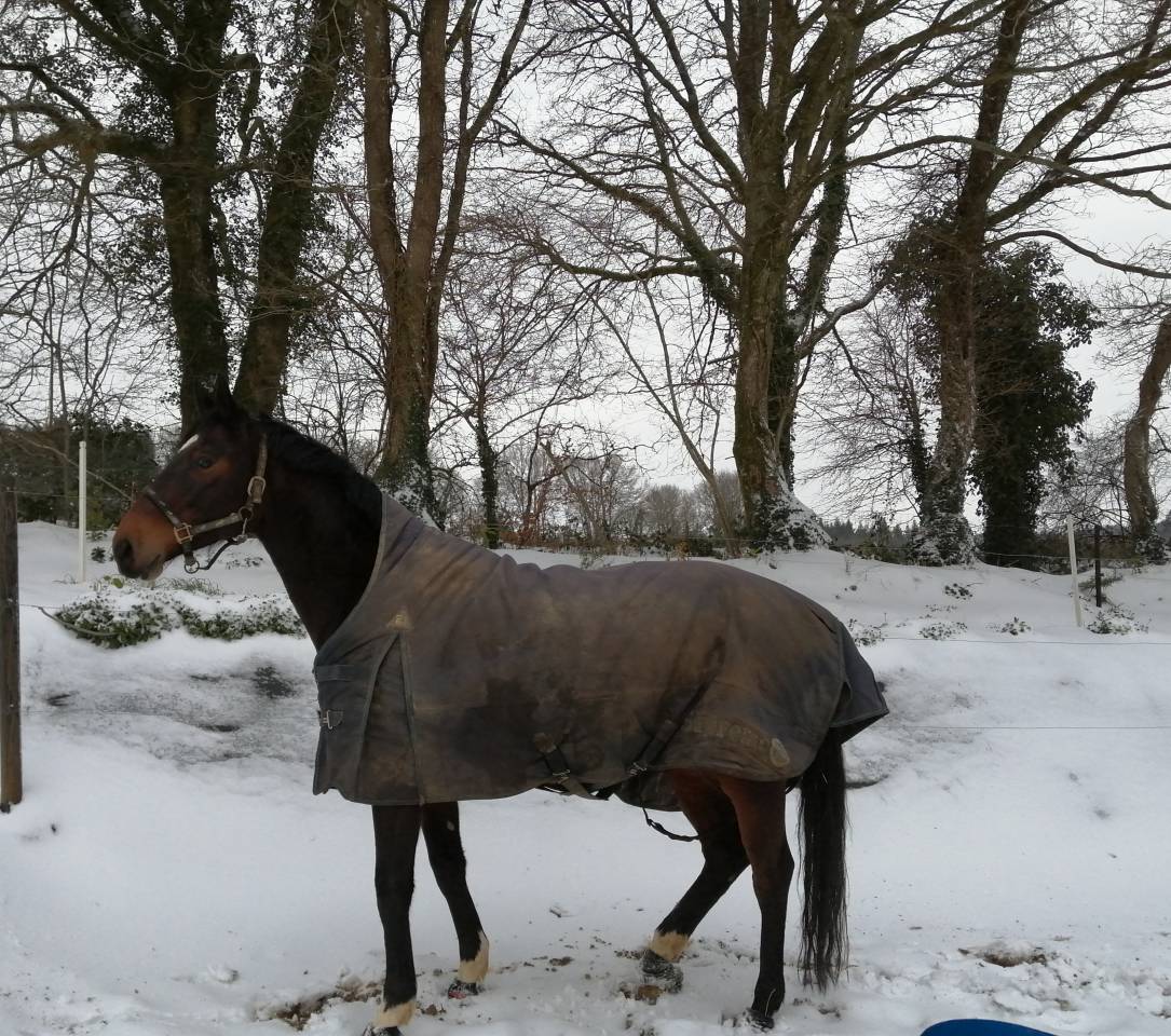 Jument SF &Eacute;levage/Loisir 