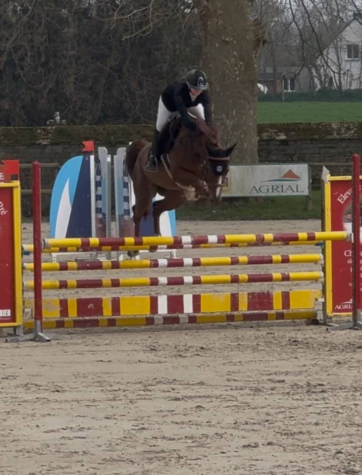 Jument de 5ans &agrave; vendre 