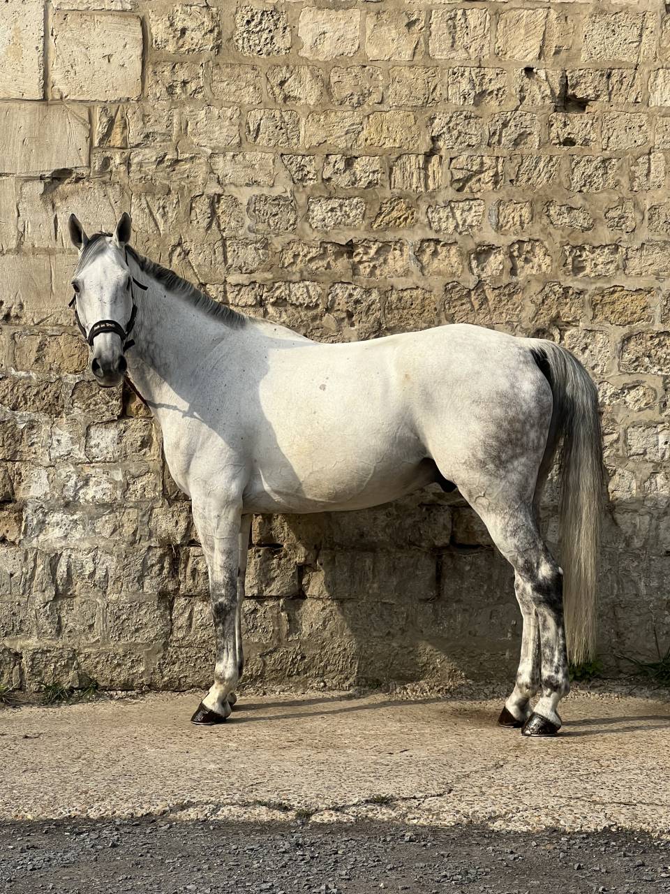 Magnifique hongre de 15 ans