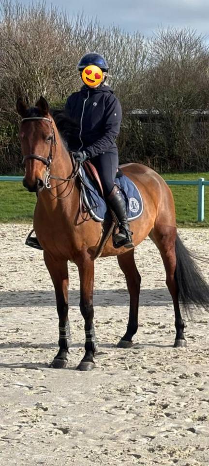 Jument de 7 ans CSO &ndash; Bonnes origines &ndash; Pour cavalier c
