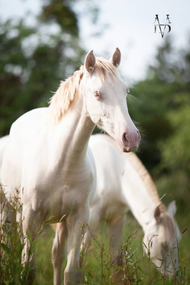 Pouliche Pure Race Espagnole de robe cr&egrave;me / perle