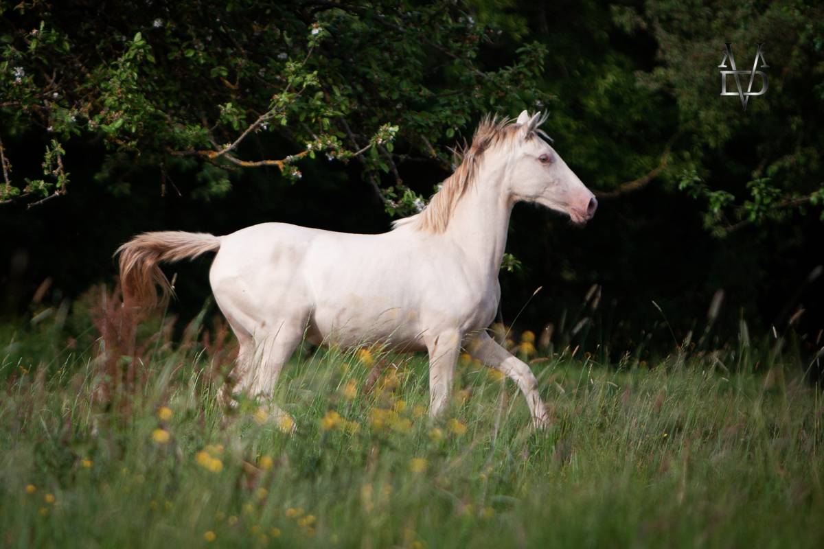Pouliche Pure Race Espagnole de robe cr&egrave;me / perle