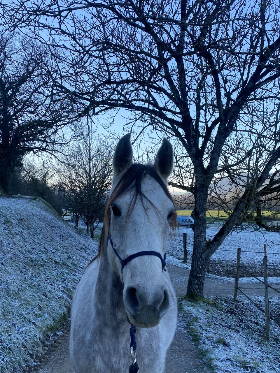 Vente de cheval pur sang arabe d&rsquo;endurance 