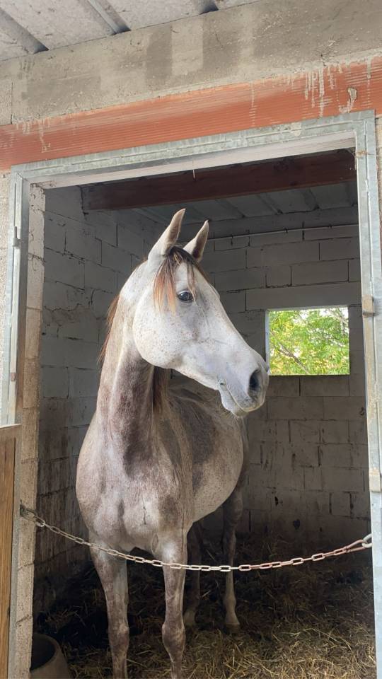 Vente de cheval pur sang arabe d&rsquo;endurance 