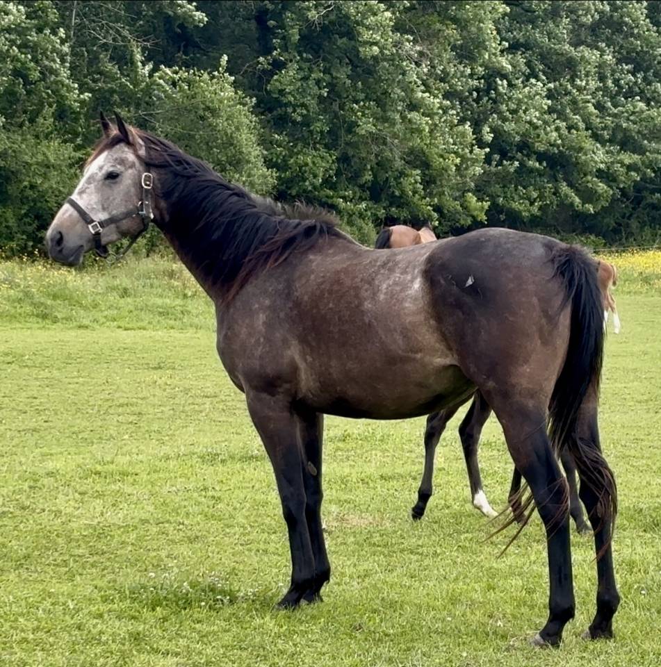 Jument poulini&egrave;re pleine pour 2026