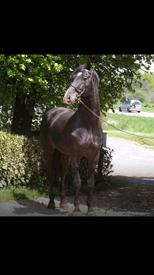 Jument poulini&egrave;re pleine pour 2026