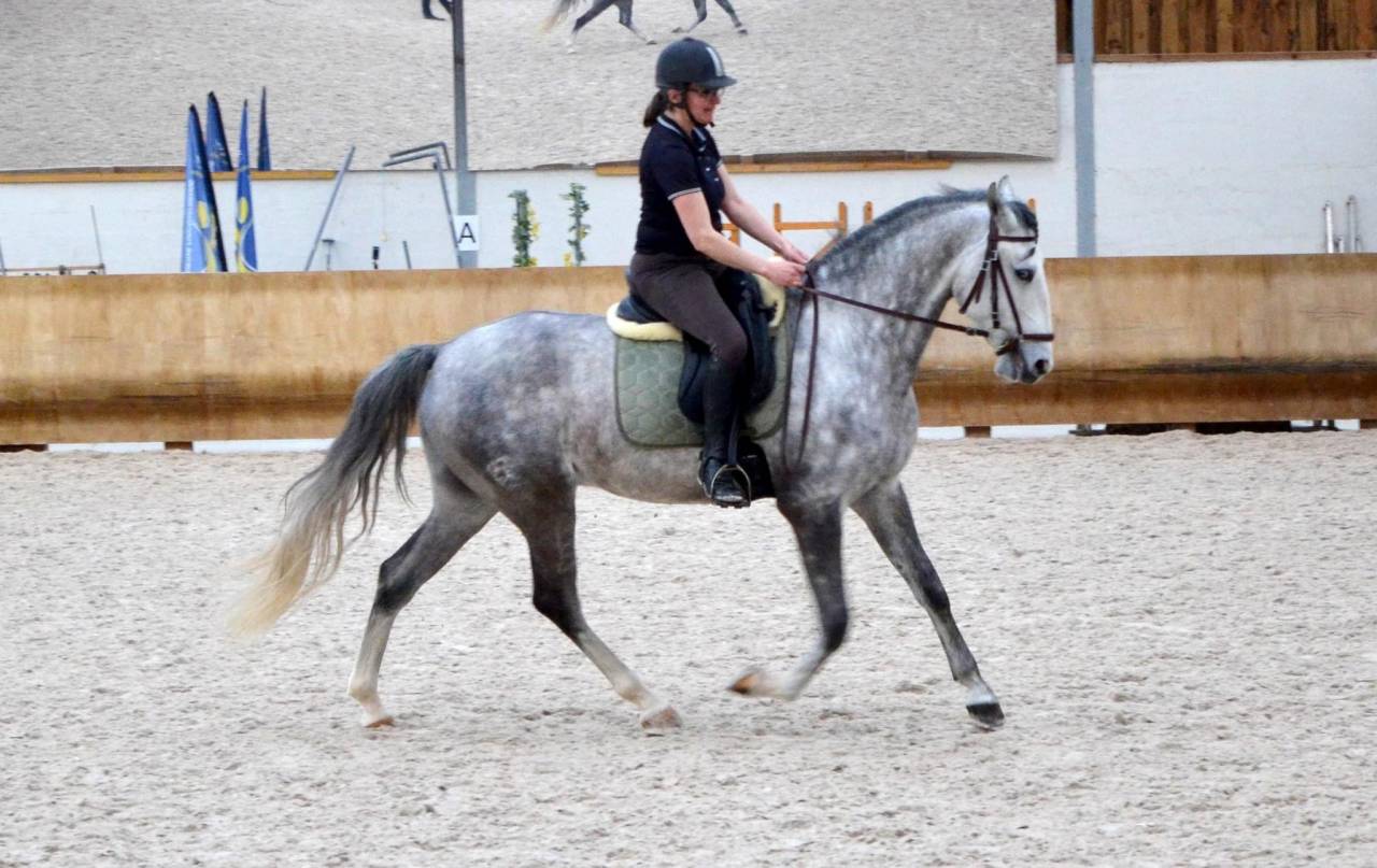 Cheval lusitanien de 8ans pp