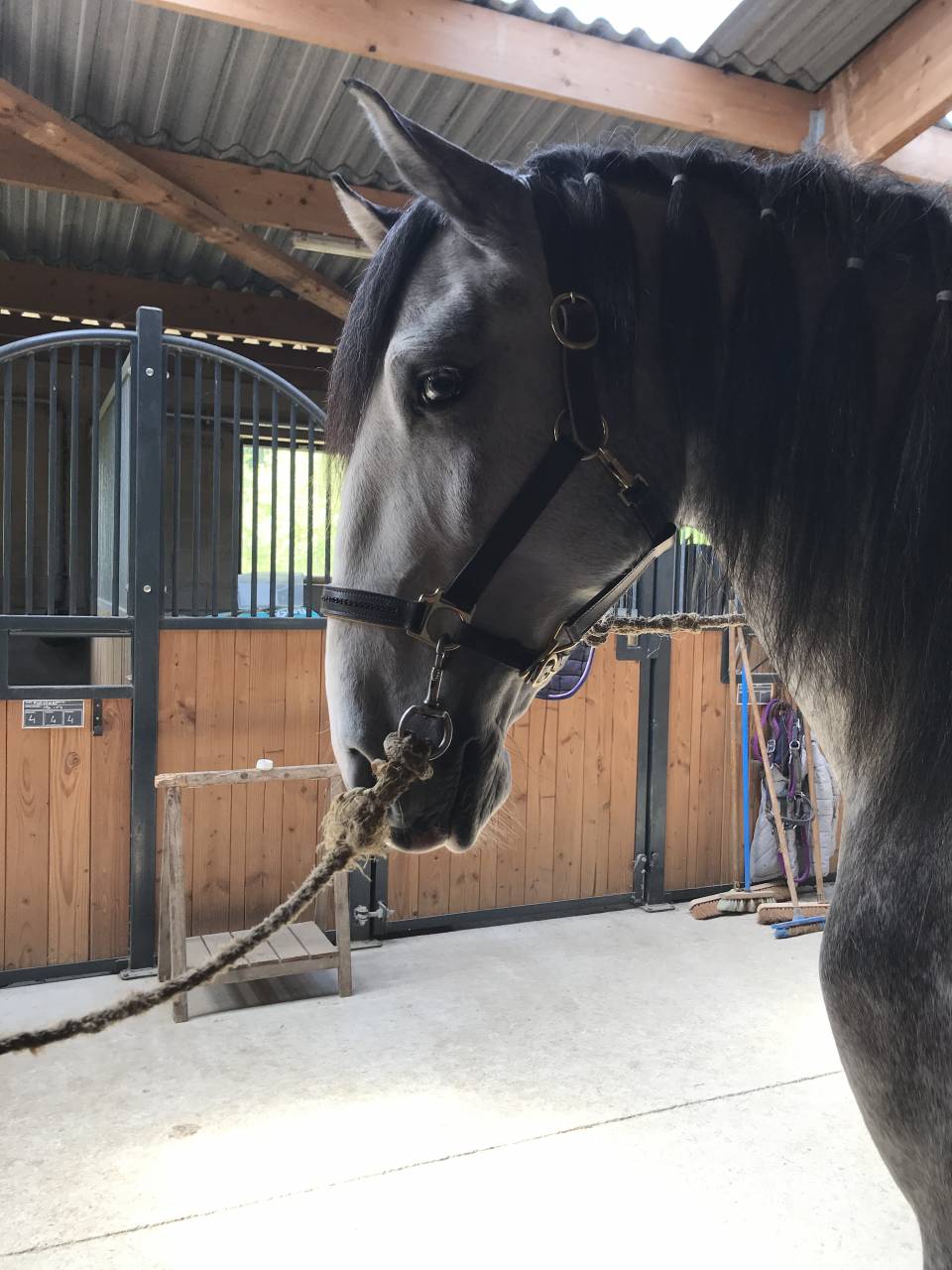 Cheval lusitanien de 8ans pp