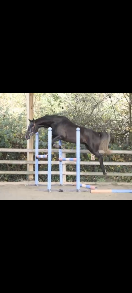 Tr&egrave;s joli hongre 5 ans 