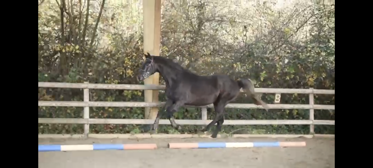 Tr&egrave;s joli hongre 5 ans 