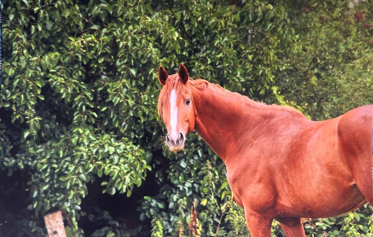 Poulini&egrave;re Selle Fran&ccedil;ais Alezane