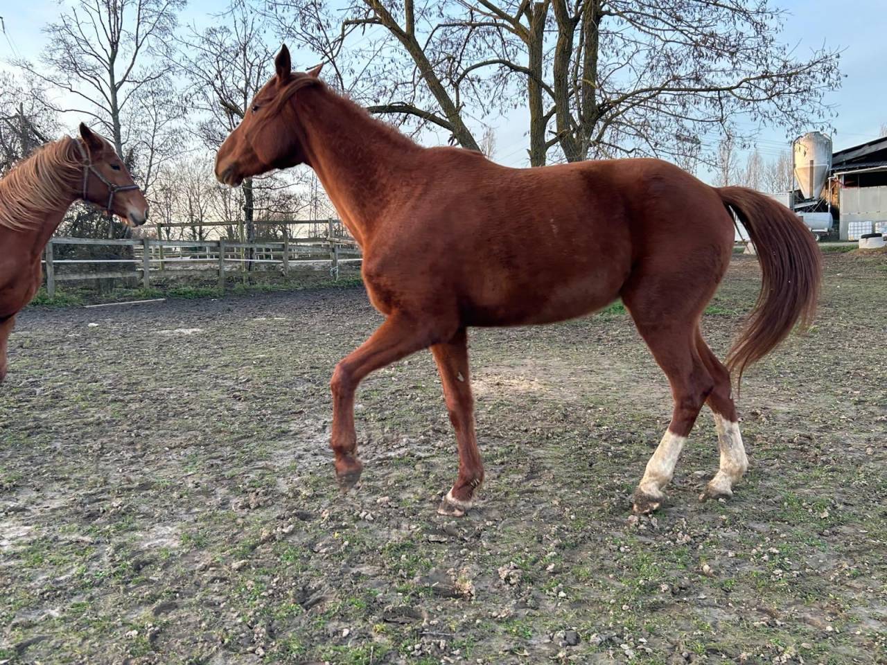 Poulini&egrave;re Selle Fran&ccedil;ais Alezane