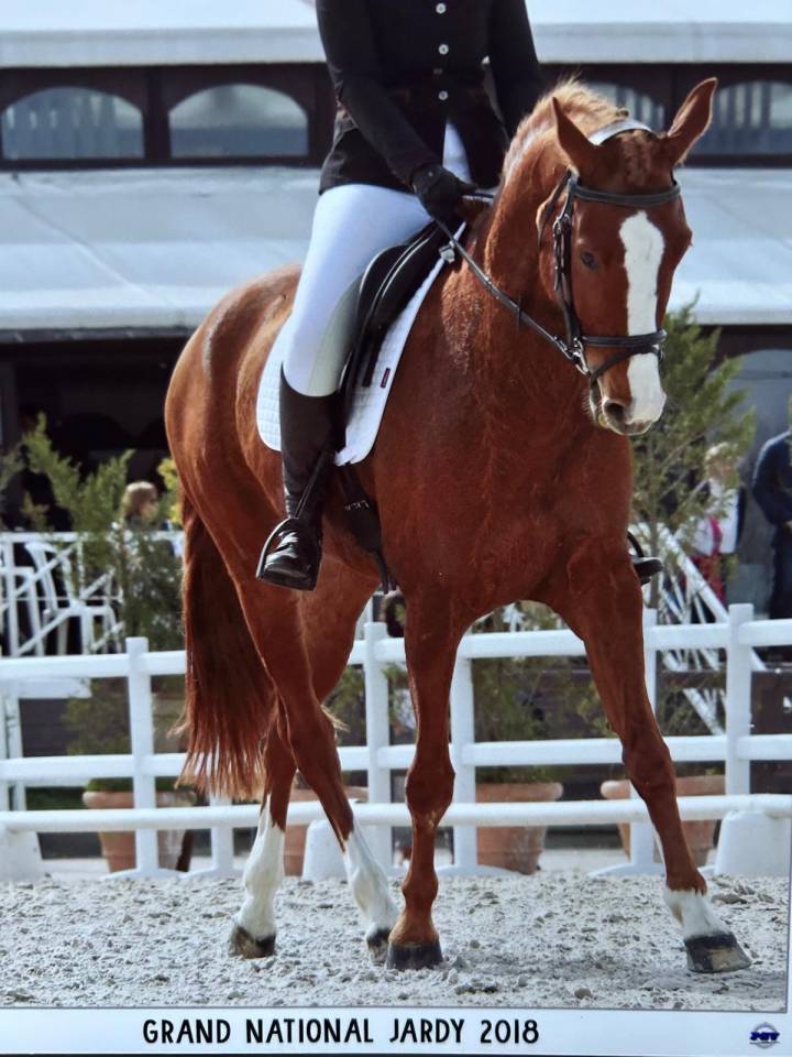 Selle Fran&ccedil;ais Alezan