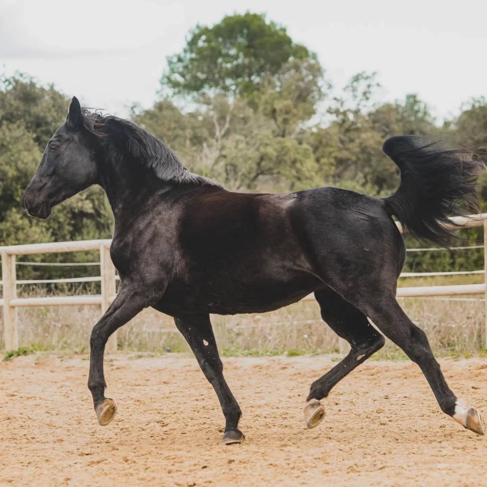 &Agrave; vendre tr&egrave;s belle jument 
