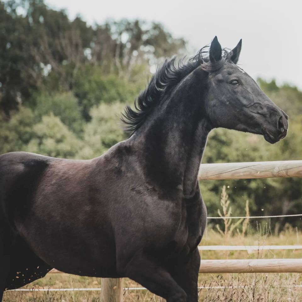 &Agrave; vendre tr&egrave;s belle jument 